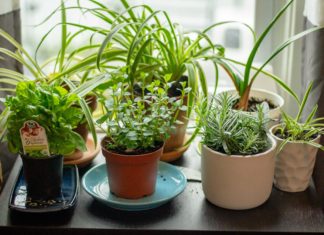 How to Start Working on Your Own Herb Garden