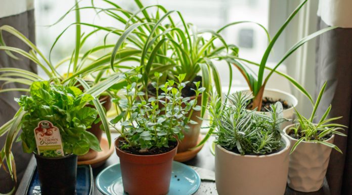 How to Start Working on Your Own Herb Garden