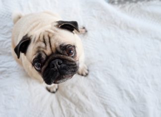 5 Dog Breeds That Love to Live In Small Appartments