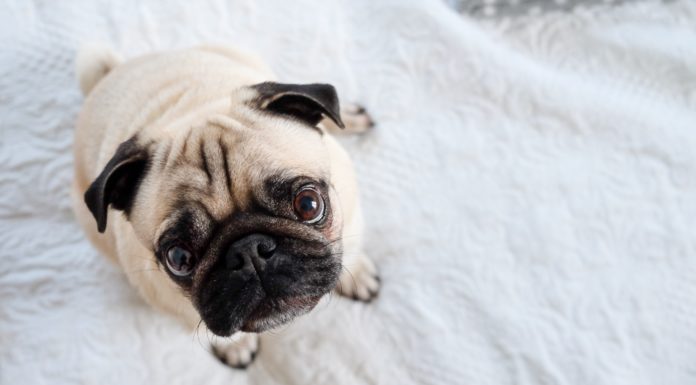 5 Dog Breeds That Love to Live In Small Appartments