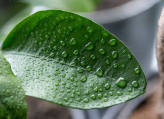 How Important is it to Mist Houseplants?