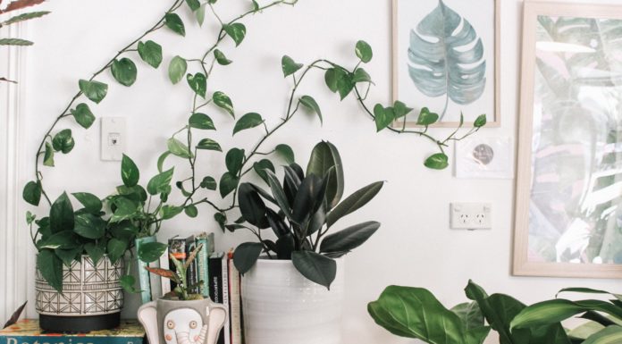 How to Keep Your Plants Watered While You’re on Vacation