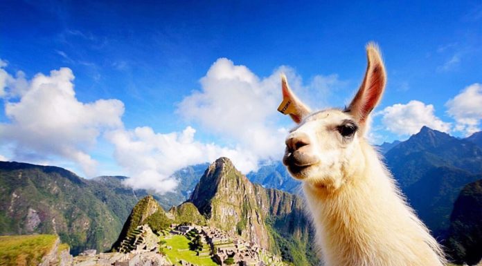 Carmen Edelson Will Teach You How to Travel with Style