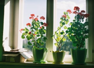 Your Plants Need to Be Prepared for the Cold Weather