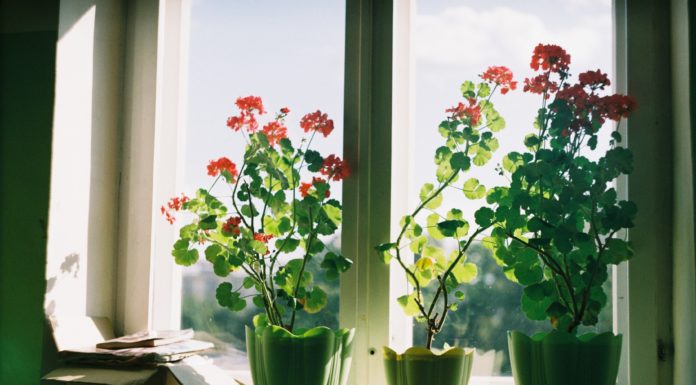 Your Plants Need to Be Prepared for the Cold Weather