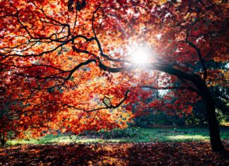 There’s a Good Reason We Love Fall So Much