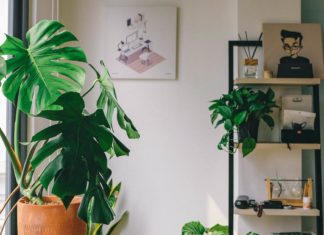 It’s Time to Grow Plants at Home