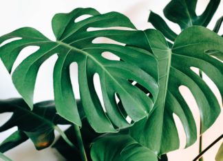 Did You Know That Your Monstera Plant Can Grow a Fruit?