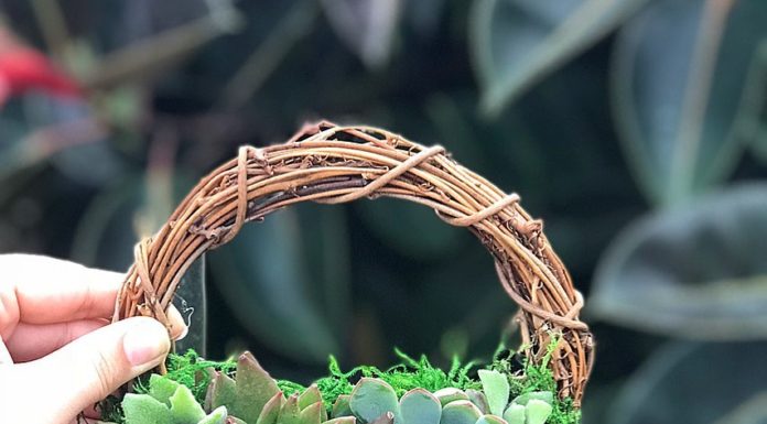 Terracotta Corner is Transforming Succulents Into a Holiday Essential