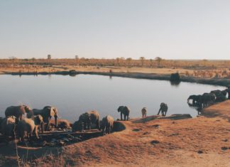 The Zimbabwean Safari Bubble is the 2020 Travel Experience We Needed
