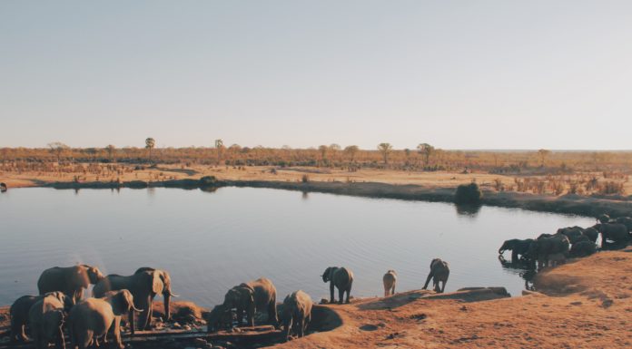 The Zimbabwean Safari Bubble is the 2020 Travel Experience We Needed