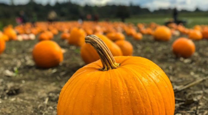 Use Pumpkins as an Excuse to Get Out of the House