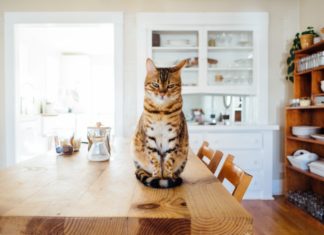 Why You Should Consider Adopting a Cat