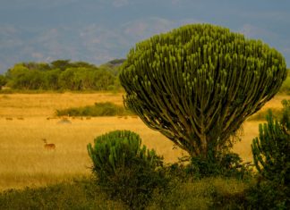 Three Reasons to Visit Uganda ASAP