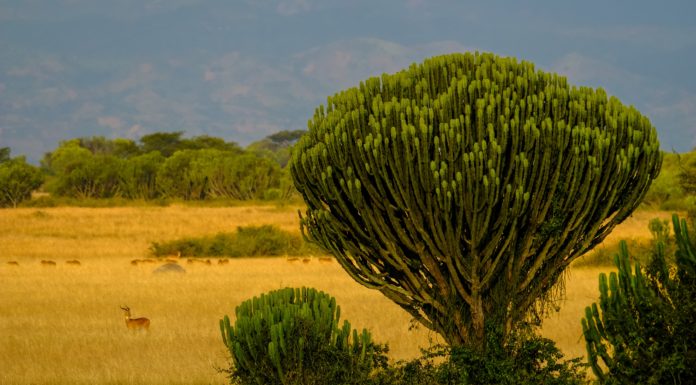 Three Reasons to Visit Uganda ASAP