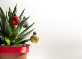 Succulent Christmas Trees Are All the Rage & You Can Make Your Own