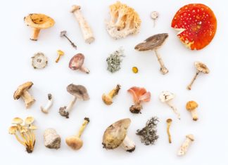 Mushroom Motifs Are Taking the Home Décor World by Storm A selection of mushrooms