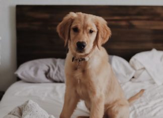 Headed Back to Work? Here’s How to Prepare Your Pet for the Transition How to help your pet when you return to work.