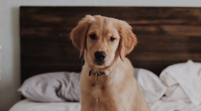 Headed Back to Work? Here’s How to Prepare Your Pet for the Transition How to help your pet when you return to work.