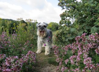 How to Check if Your Dog has had Plant Poisoning A dog surrounded by flowers.