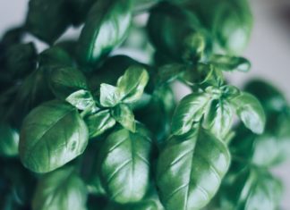 How to Use Basil (And Not for Pesto) Fresh Basil