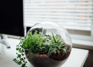 Here’s How to Make Your Own Homemade Terrarium Terrarium