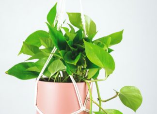 The Best (and Easiest) Plants to Put in Your Home