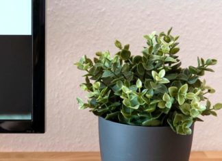 Tiny Plants Perfect For Your Desk