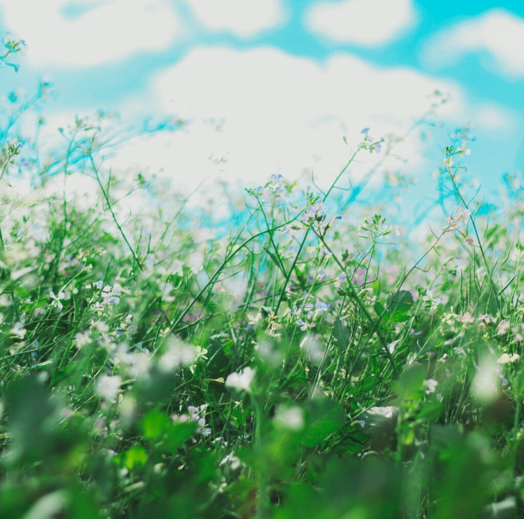 5 Ways to Reduce Your Seasonal Allergy Symptoms This Spring My Daily