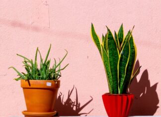 The Best Low Maintenance House Plants For Your Home Plants