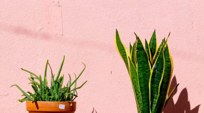 The Best Low Maintenance House Plants For Your Home Plants