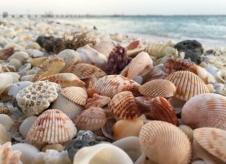 Create Stunning Seashell Art From Your Beach Trips Seashells