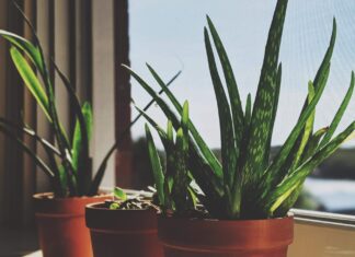 Bring Some Nature Inside With These Popular Houseplants Aloe vera plant