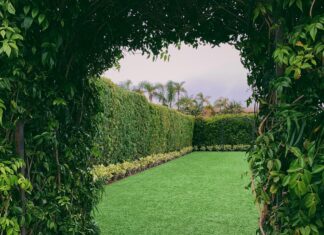 Top Plants You Can Grow Instead of a Fence Hedge