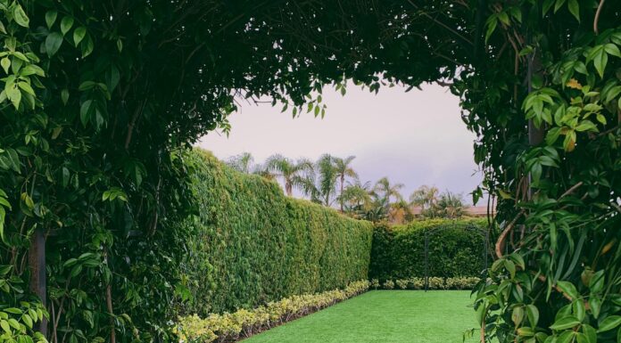 Top Plants You Can Grow Instead of a Fence Hedge