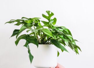 3 Easy Houseplants to Look After Plant