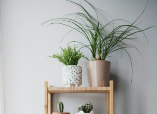 3 House Plants That Look Amazing and Are Easy To Grow House plants