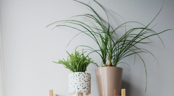 3 House Plants That Look Amazing and Are Easy To Grow House plants