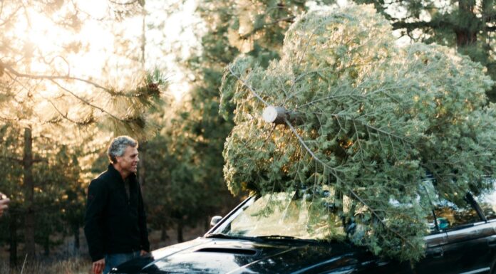 How to Safely Transport Your Christmas Tree: Tips for Car and Bicycle Transport your Christmas tree with a car