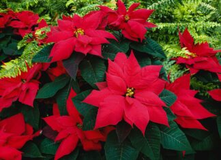 How to Keep Your Poinsettia Alive and Vibrant After the Holidays Red Poinsettia flowers with green leaves