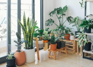 Winter Plant Care: Essential Tips for Protecting Your Potted Plants Winter plant care for plotted plants