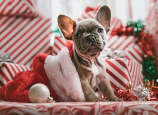 Experts Warn Against Giving Pets as Christmas Gifts Pet Christmas gift posing with presents