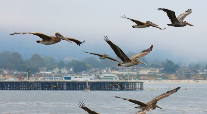 Santa Cruz Wharf Partially Collapses Amid Storms in California, Workers Rescued From Water Santa Cruz Wharf, Santa Cruz, California. United States