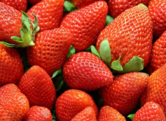 Everything You Need to Know About the Florida Strawberry Festival 2025 Florida Strawberry Festival 2025