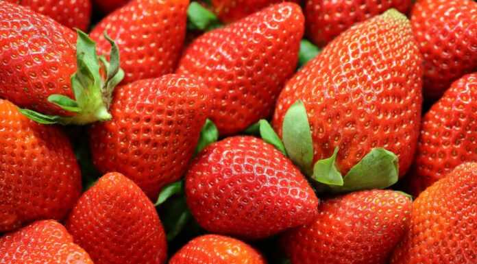Everything You Need to Know About the Florida Strawberry Festival 2025 Florida Strawberry Festival 2025